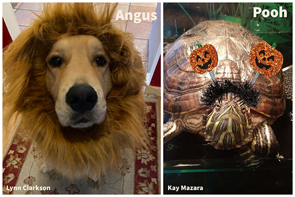halloween costumed pets