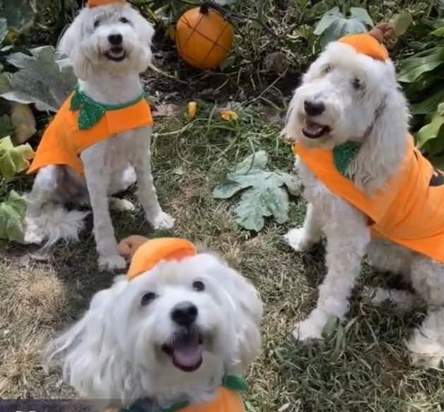 dogs in pumpkin patch photo