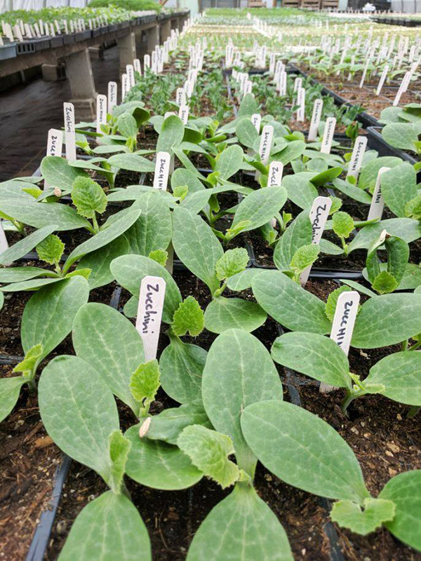 Farm Fest Greenhouse